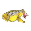 Accessories * | Nate Karnes Toad Brown Trout Decal Quality Guarantee