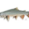 Accessories * | Casey Underwood Lake Trout Decal Sticker Eds Fly Shop Best-Selling