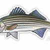 Accessories * | Casey Underwood Striped Bass Decal Sticker Eds Fly Shop High Quality